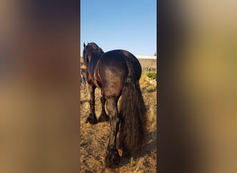 Frison, Étalon, 5 Ans, Noir
