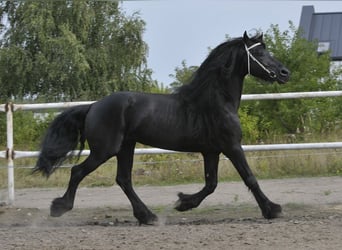 Frison, Étalon, 6 Ans, 165 cm, Noir