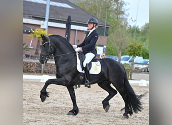 Frison, Étalon, 6 Ans, 165 cm, Noir