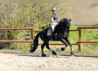 Frison, Étalon, 6 Ans, 165 cm, Noir