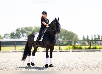 Frison, Étalon, 6 Ans, 165 cm, Noir