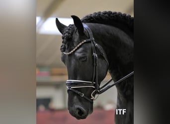 Frison, Étalon, 7 Ans, 161 cm, Noir