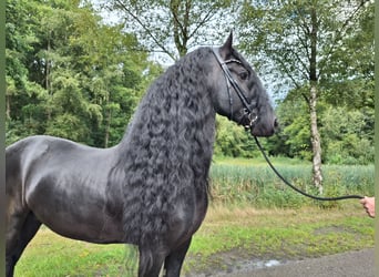 Frison, Étalon, 7 Ans, 163 cm, Noir