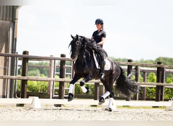 Frison, Étalon, 7 Ans, 165 cm, Noir