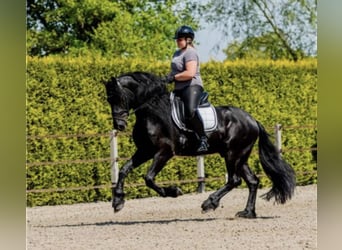 Frison, Étalon, 7 Ans, 166 cm, Noir