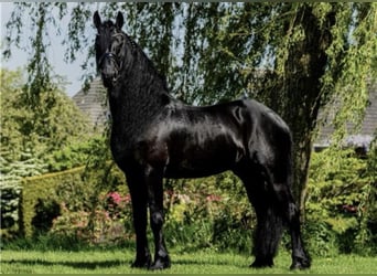 Frison, Étalon, 7 Ans, 166 cm, Noir