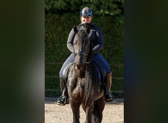 Frison, Étalon, 7 Ans, 166 cm, Noir