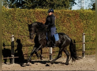 Frison, Étalon, 7 Ans, 166 cm, Noir