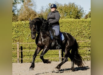 Frison, Étalon, 7 Ans, 166 cm, Noir