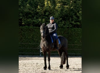 Frison, Étalon, 7 Ans, 166 cm, Noir