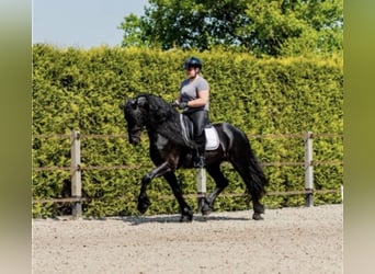 Frison, Étalon, 7 Ans, 166 cm, Noir