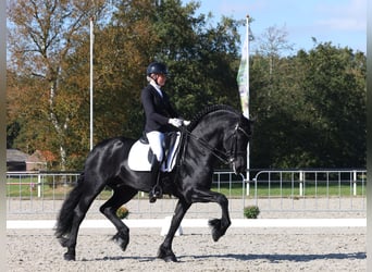 Frison, Étalon, 7 Ans, 168 cm, Noir