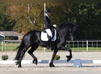 Frison, Étalon, 7 Ans, 168 cm, Noir