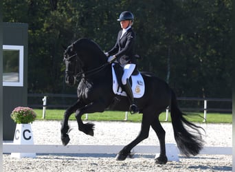 Frison, Étalon, 7 Ans, 168 cm, Noir