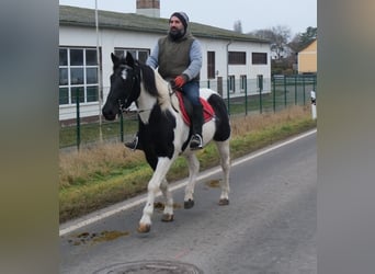 Frison, Étalon, 7 Ans, 168 cm, Noir