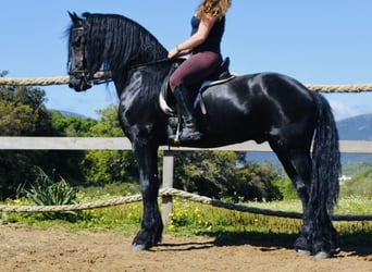 Frison, Étalon, 7 Ans, 168 cm, Noir