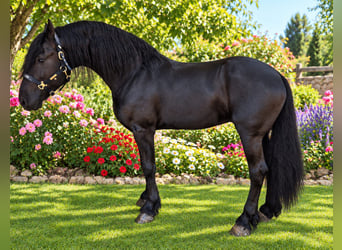 Frison, Étalon, 7 Ans, 170 cm, Noir