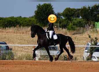 Frison, Étalon, 7 Ans, 171 cm, Noir