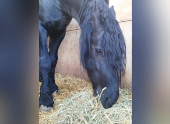 Frison, Étalon, 7 Ans, 171 cm, Noir