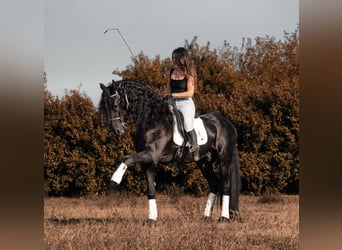 Frison, Étalon, 7 Ans, 172 cm, Noir