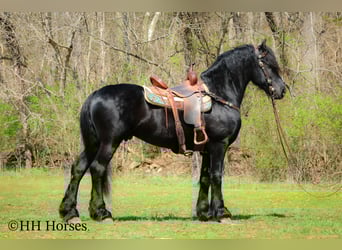 Frison, Étalon, 8 Ans, 157 cm, Noir