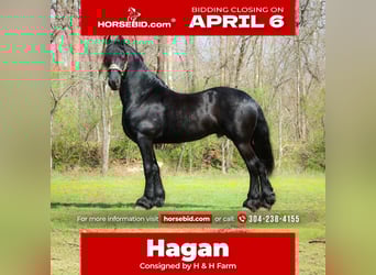 Frison, Étalon, 8 Ans, 157 cm, Noir