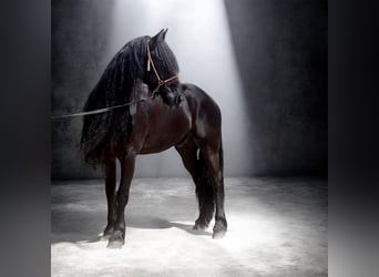 Frison, Étalon, 8 Ans, 163 cm, Noir
