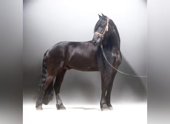 Frison, Étalon, 8 Ans, 163 cm, Noir