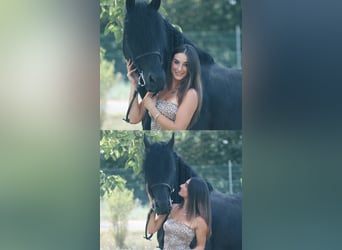 Frison, Étalon, 8 Ans, 172 cm, Noir