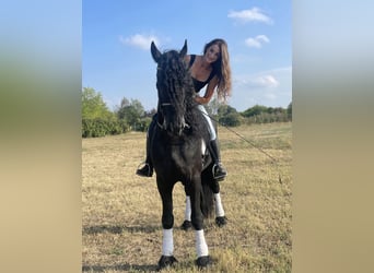 Frison, Étalon, 9 Ans, 172 cm, Noir