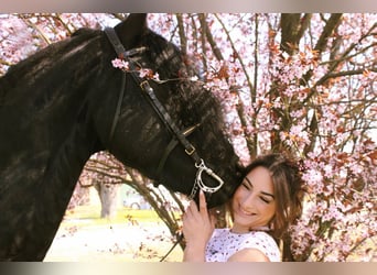 Frison, Étalon, 9 Ans, 172 cm, Noir