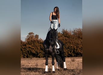 Frison, Étalon, 9 Ans, 172 cm, Noir