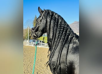 Frison, Étalon, 9 Ans, 172 cm, Noir