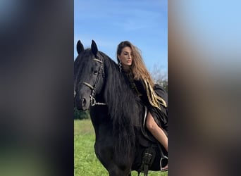 Frison, Étalon, 9 Ans, 172 cm, Noir