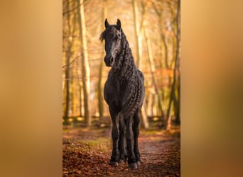 Frison, Étalon, 7 Ans, 163 cm, Noir