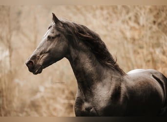 Frison, Étalon, 12 Ans, 167 cm, Noir