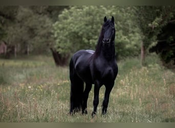 Frison, Étalon, 11 Ans, 167 cm, Noir