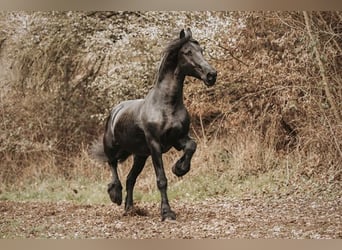 Frison, Étalon, 12 Ans, 167 cm, Noir
