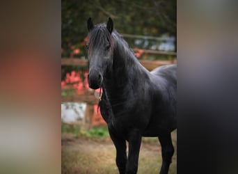 Frison, Étalon, 12 Ans, 161 cm, Noir