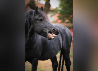 Frison, Étalon, 12 Ans, 161 cm, Noir