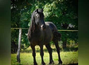 Frison, Étalon, 12 Ans, 161 cm, Noir