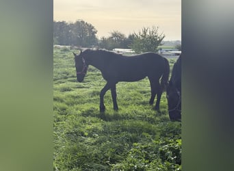 Frison, Étalon, Poulain (03/2026), 150 cm, Noir