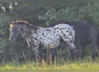 Frison Croisé, Étalon, Poulain (03/2026), 165 cm, Léopard