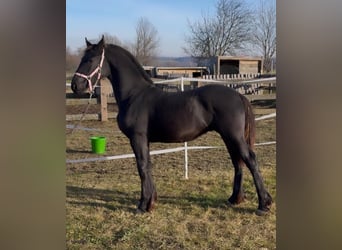 Frison, Étalon, Poulain (04/2025), 165 cm, Noir