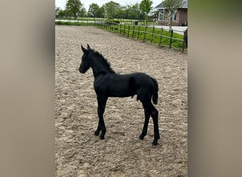 Frison, Étalon, Poulain (05/2023), 168 cm, Noir