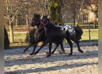 Frison, Étalon, Poulain (05/2025), Léopard
