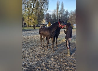 Frison, Étalon, Poulain (05/2025), Léopard