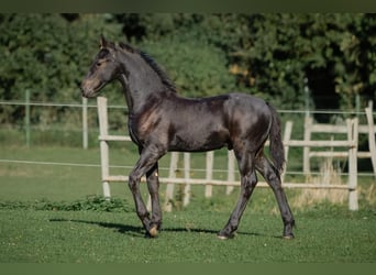 Frison, Étalon, Poulain (06/2026), Noir