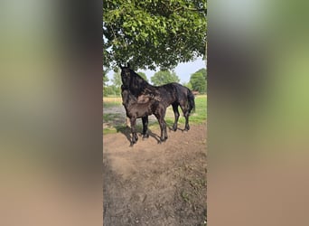 Frison, Étalon, Poulain (01/2026), Noir