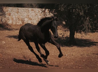 Frison, Étalon, Poulain (05/2026), Noir